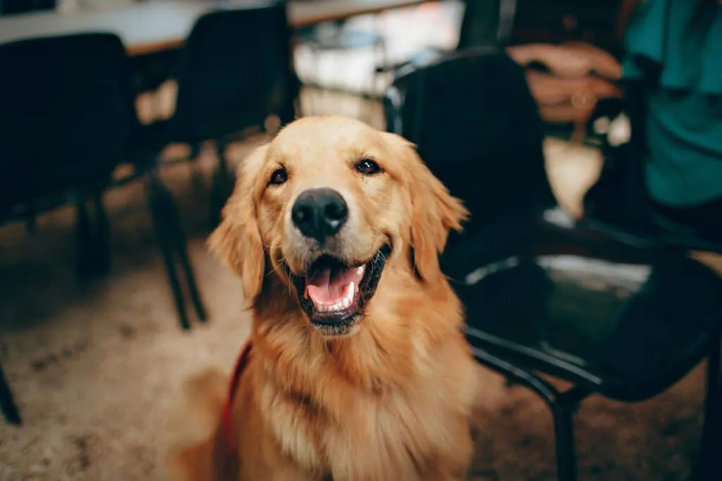 Remboursement du détartrage par une assurance animaux