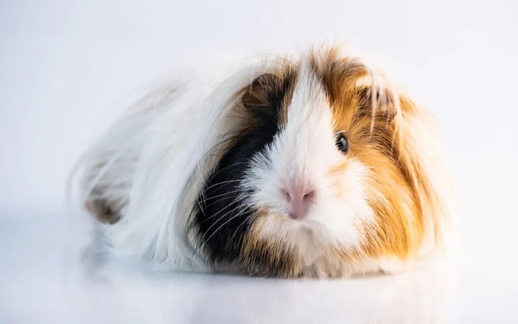 Cobaye comme animal de compagnie en Belgique