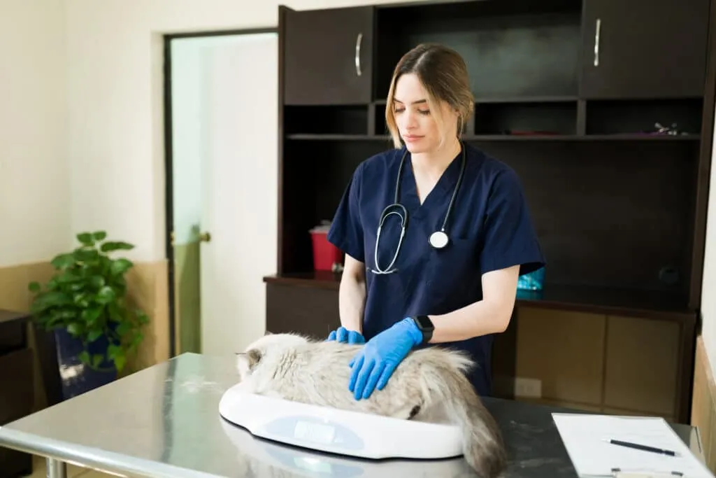 Puce électronique obligatoire pour les chats en Belgique