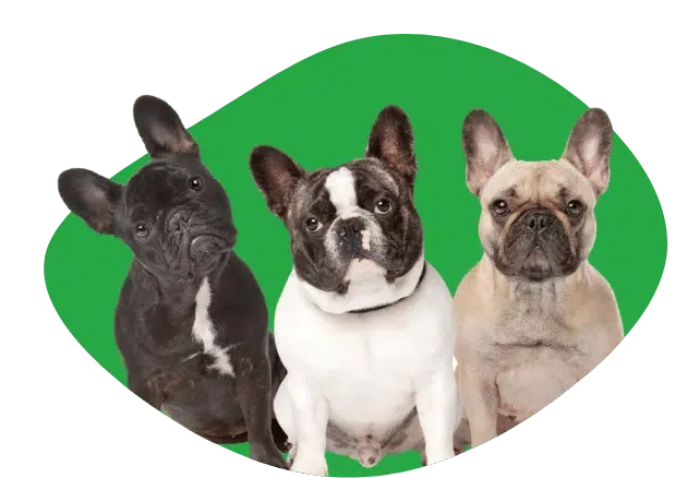 Trois Bouledogues français