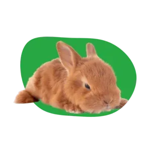 Assurer votre lapin